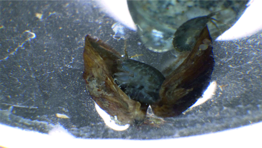 Inwazyjny kiełż, Dikerogammarus villosus w muszlach inwazyjnego małża, racicznicy (fot. Luca Desiderato)